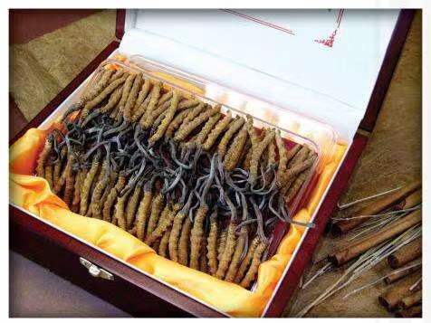 万宁冬虫夏草回收